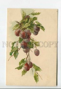 477964 KLEIN Plums on Tree RUSSIA Vintage postcard ADVERTISING Society ABRIKOSOV