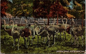 Ostrich Farm Hot Springs Arkansas Postcard PC325