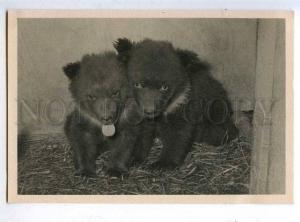 199463 RUSSIA Leningrad ZOO brown bears old postcard