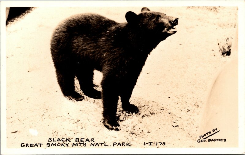 US Tennessee Smoky Mountains National Park Black Bear Postcard unused 1930s