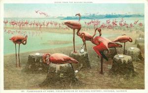 Chicago Illinois C-1910 Flamingos Museum Phostint Detroit Publishing 2740