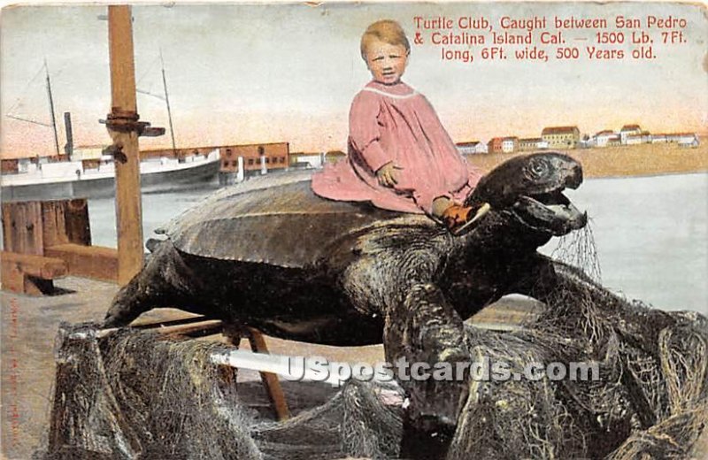 Turtle Clun, 500 Years Old - Catalina Island, CA