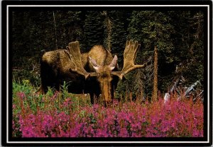 Bull Moose in Meadow British Columbia BC Unused Continental Postcard C10