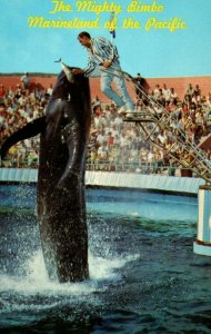 Vintage Marineland Pacific Bimbo Pilot Whale Palos Verdes. CA Postcard P186