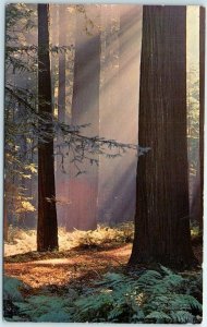 Postcard - Among The Redwoods Of California