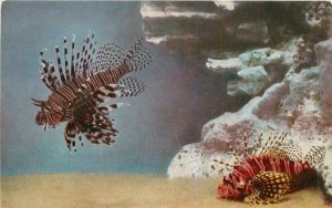 Chicago Illinois Shedd Aquarium Lionfishes 1950s Postcard 7204