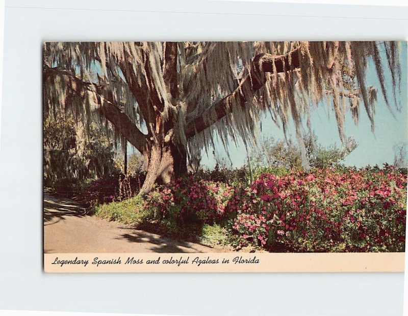 Postcard Legendary Spanish Moss and colorful Azaleas in Florida