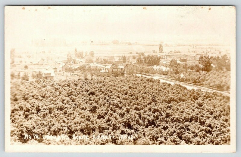 Emmett Idaho~Orchard Scene~Cherries? Apples?~Big Farm Houses~Barns~c1920s RPPC 