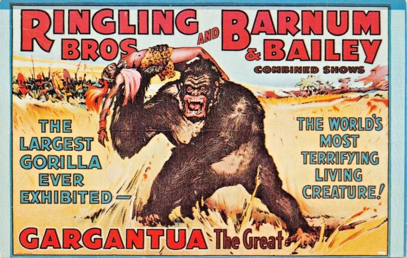 RINGLING BROTHERS BARNUM BAILEY~GARGANTUA-LARGEST GORILLA  EXHIBITED POSTCARD