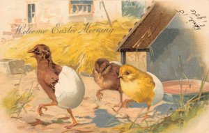 LP19   Easter Postcard Chicks in Eggshells