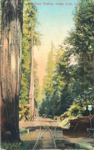 United States Santa Cruz Big Tree Station scenic railroad postcard