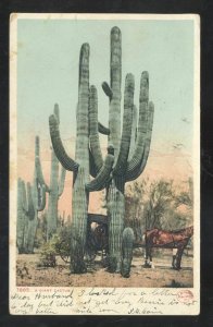 DETROIT PUBLISHING CO. NO. 7885 GIANT SAGUARO CACTUS VINTAGE POSTCARD POLO IA