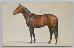 Animal~Gallant Man Racehorse Now At Mr Combs Spendthrift Farm~Vintage Postcard 