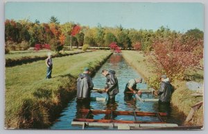 State View~Grading Trout @ State Trout Rearing Farm Baldwin MI~Vintage Postcard