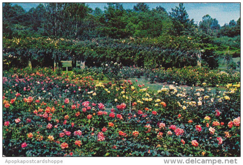 Municipal Rose Garden by Little Theatre on Pogue Street Raleigh North Carolina