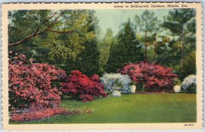 1940 Mobile AL Bellingrath Gardens Scene Azalea Shrub Flower Landscaping PC A252