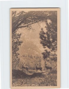 Postcard Deer In Yosemite National Park, California