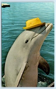 SAN DIEGO, CA California ~ SANDY the DOLPHIN at SEA WORLD  1971 Postcard