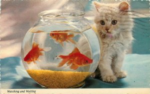 Kitten Watching Goldfish Kitty Cat Fish Bowl Fish Tank pm 1977 Postcard