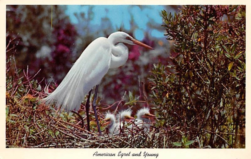 American Egret And Babies Bird Unused 