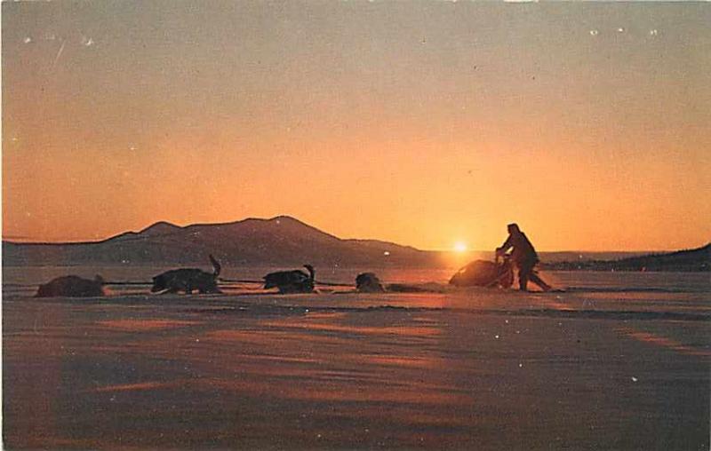 Sled Dogs in the Land of the Midnight Sun Alaska AK