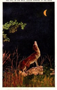 The Call Of The Wild Coyote Barking At The Moon