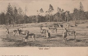 Animals Postcard - Red Deer  RS21133