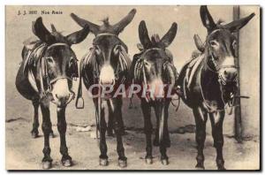 Old Postcard Donkey Mule Four donkeys