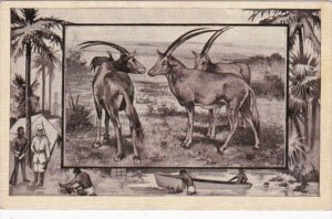 Antelope In Africa M J Mintz Animal Series 1909