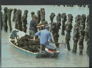 France Postcard - Fishermen - Parcs a Moules     RR6451