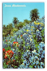 Texas Bluebonnets Near Brenham Texas Postcard