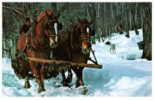 9540    Tapping Sap for Maple Syrup