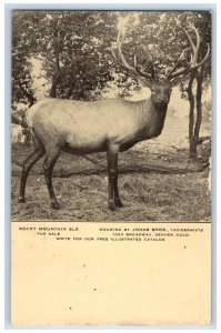 Rocky Mountain Elk For Sale Taxidermy Advertising Denver Colorado CO Postcard 