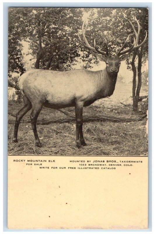 Rocky Mountain Elk For Sale Taxidermy Advertising Denver Colorado CO Postcard 