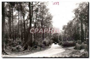 Ile d & # 39oleron Old Postcard pine forest in Road