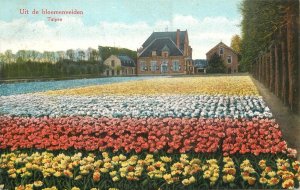 Tulips flowers Netherlands vintage postcard