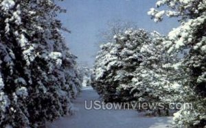 Winter Scene, Wolfs Holly Orchard in Millville, New Jersey