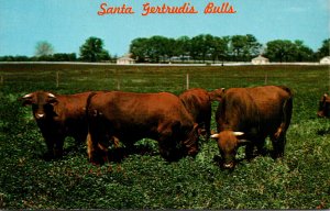Texas South Texas King Ranch Purebred Santa Gertrudis Bulls