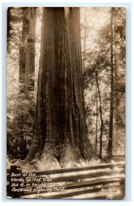 Base of World's Largest Tree Redwood Highway CA Real Photo RPPC Postcard (HH14)