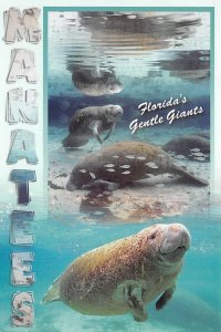 Florida's gentle giants Manatees Unused 