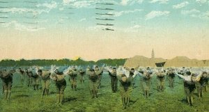 Postcard  View of Exercise Routine at Naval Air Station ,Norfolk, VA.       P1