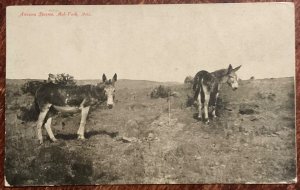 Ashfork AZ 10/15/1907 AZ Burros RPPC Postally Used US #300 L37