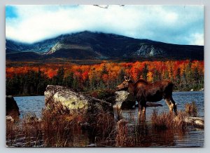 Moose at Sandy Stream Pond in Baxter State Park Autumn Maine 4x6 Postcard 1823