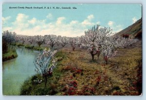 Council Idaho Postcard Hornet Creek Peach Orchard P. & I. N. Railway c1910 Trees