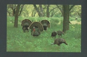 PPC Wild Turkeys Courting Mint