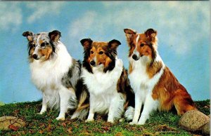 Animals  PUREBRED SHETLAND SHEEP DOGS  Three Shelties  VINTAGE Chrome Postcard