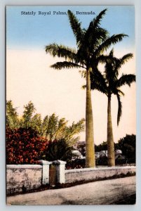 Stately Royal Palms Bermuda Postcard The Herrington Co. Printed Saxony