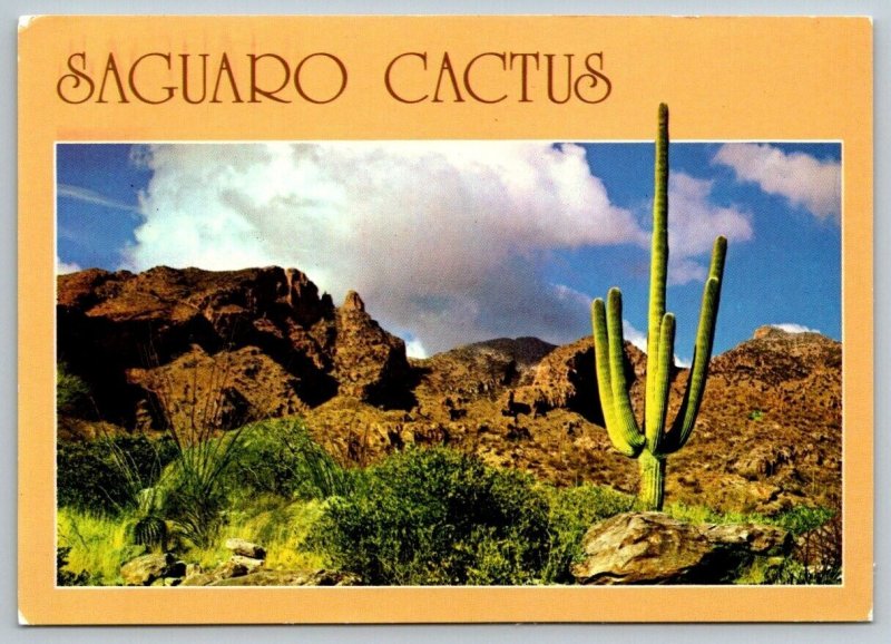 Saguaro Desert Cactus - Arizona - Postcard