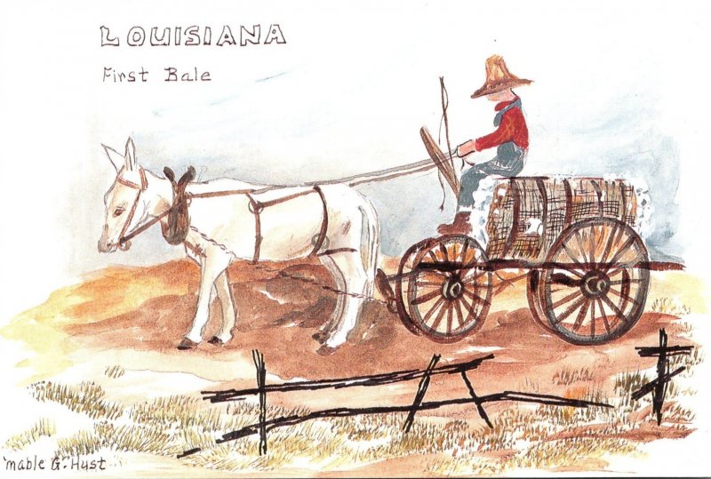 Louisiana First Bale Donkey Pulling Cart Load Of Cotton By Mable G Hust