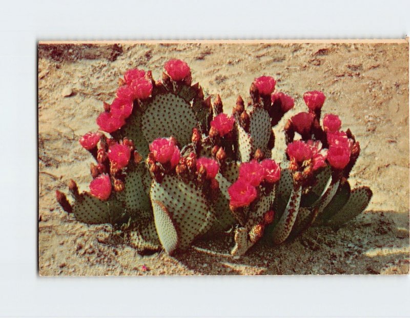 Postcard Beaver Tail Prickly Pear, Western Arizona